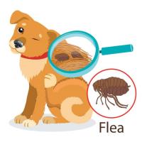 MAX Flea Control Sydney image 4